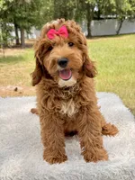 Harmony , a female Miniature Goldendoodle for sale in Frostproof, FL – 9 of 10