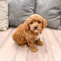 Candy - F1bb Mini Goldendoodle , a female Miniature Goldendoodle for sale in Frostproof, FL – 2 of 5