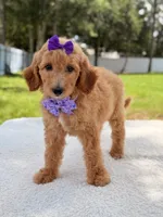 Joy , a female Goldendoodle for sale in Frostproof, FL – 6 of 10