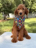 Arthur - F1b Mini , a male Goldendoodle and Miniature Goldendoodle for sale in Frostproof, FL – 2 of 8