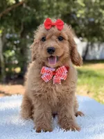 Daisy , a female Miniature Goldendoodle for sale in Frostproof, FL – 4 of 10