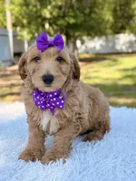 Moon , a female Miniature Goldendoodle for sale in Frostproof, FL – 4 of 9