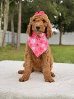 Emmy - F1b Standard Female , a female Goldendoodle for sale in Frostproof, FL – 8 of 9