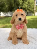 Millie , a female Miniature Goldendoodle for sale in Frostproof, FL – 9 of 10