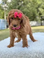 Delilah - F1b Standard Goldendoodle , a female Goldendoodle for sale in Frostproof, FL – 6 of 8