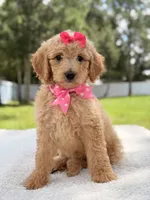 Jasmine - F1b Standard Goldendoodle , a female Goldendoodle for sale in Frostproof, FL – 10 of 10