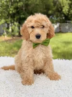 Marshall - Medium, a male Miniature Goldendoodle for sale in Frostproof, FL – 6 of 8