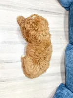 Chase - F1bb Mini Goldendoodle , a male Miniature Goldendoodle for sale in Frostproof, FL – 4 of 5