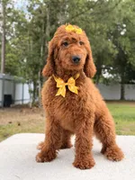 Nala , a female Goldendoodle for sale in Frostproof, FL – 7 of 10