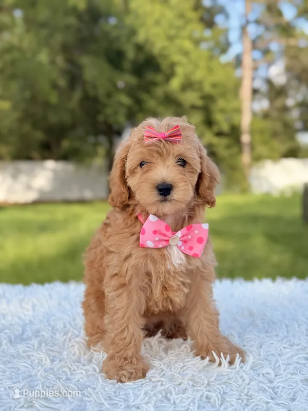 Amber  – Cavapoo puppy for sale in Frostproof, FL