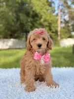 Amber , a female Cavapoo for sale in Frostproof, FL – 1 of 10