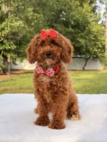 Princes - Toy, a female Miniature Goldendoodle for sale in Frostproof, FL – 8 of 10