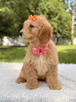 Millie , a female Miniature Goldendoodle for sale in Frostproof, FL – 4 of 10
