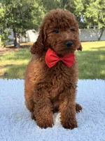 Oscar - F1b Mini, a male Goldendoodle and Miniature Goldendoodle for sale in Frostproof, FL – 7 of 10