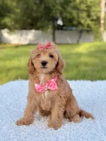 Amber , a female Cavapoo for sale in Frostproof, FL – 8 of 10