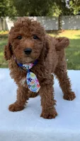Jasper - Mini, a male Miniature Goldendoodle for sale in Frostproof, FL – 3 of 9