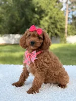 Ariel , a female Cavapoo for sale in Frostproof, FL – 8 of 10