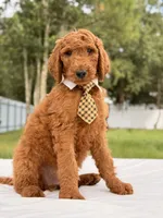 Ernest - F1b Standard Male , a male Goldendoodle for sale in Frostproof, FL – 8 of 9