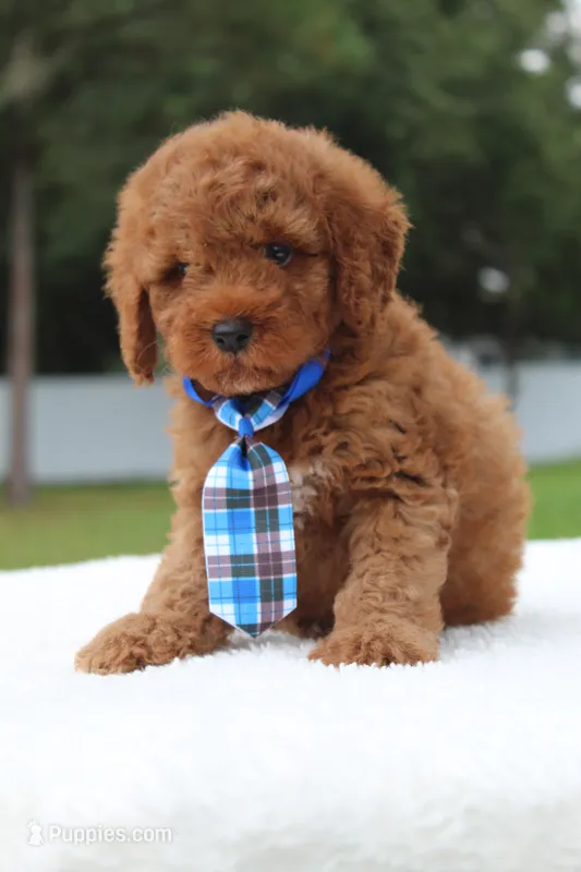 Flash - Micro / Toy  – Miniature Goldendoodle puppy for sale in Frostproof, FL