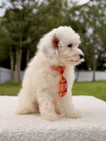 Copito , a male Cavapoo for sale in Frostproof, FL – 5 of 9