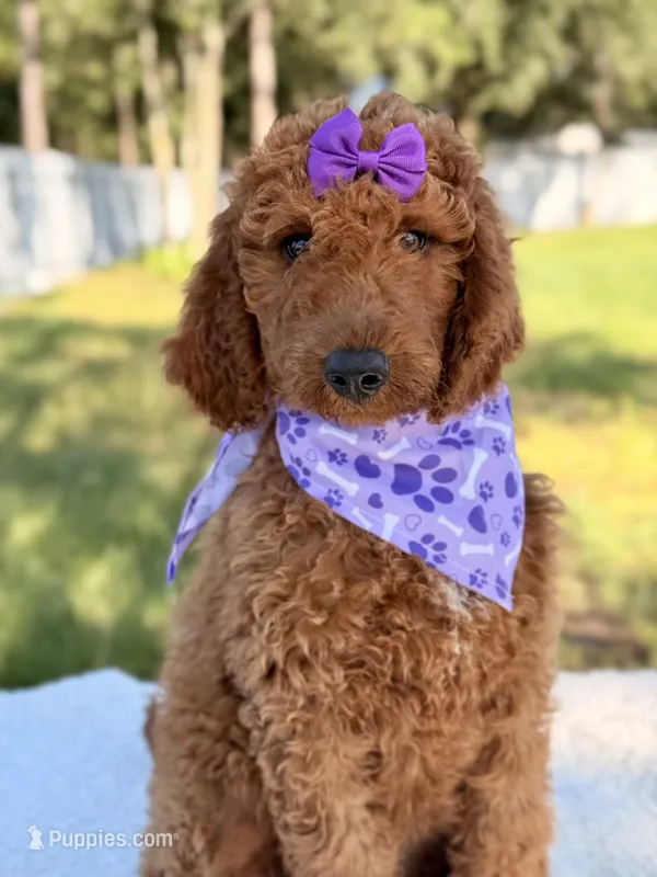 Ella - F1b Standard Goldendoodle  – Goldendoodle puppy for sale in Frostproof, FL