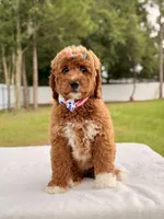Haven - Medium Goldendoodle , a female Goldendoodle and Miniature Goldendoodle for sale in Frostproof, FL – 7 of 10