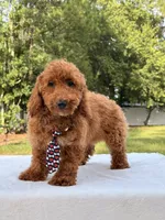 Pluto - Mini , a male Miniature Goldendoodle for sale in Frostproof, FL – 5 of 10