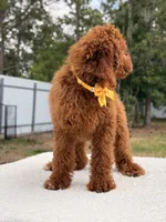 Nala , a female Goldendoodle for sale in Frostproof, FL – 6 of 10