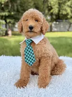Blue - F1bb Standard Goldendoodle , a male Goldendoodle for sale in Frostproof, FL – 3 of 7