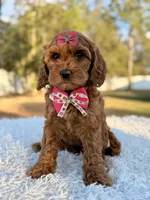 Love - Toy Goldendoodle , a female Miniature Goldendoodle for sale in Frostproof, FL – Photo 9 of 9