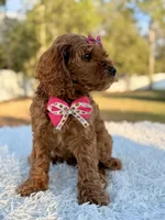 Love - Toy Goldendoodle , a female Miniature Goldendoodle for sale in Frostproof, FL – Photo 6 of 9