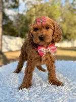 Love - Toy Goldendoodle , a female Miniature Goldendoodle for sale in Frostproof, FL – Photo 5 of 9