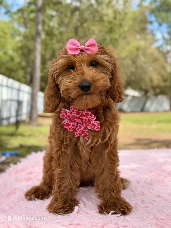 Love - Toy Goldendoodle  – Miniature Goldendoodle puppy for sale in Frostproof, FL