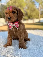 Love - Toy Goldendoodle , a female Miniature Goldendoodle for sale in Frostproof, FL – Photo 2 of 9