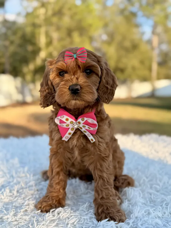 Love - Toy Goldendoodle 