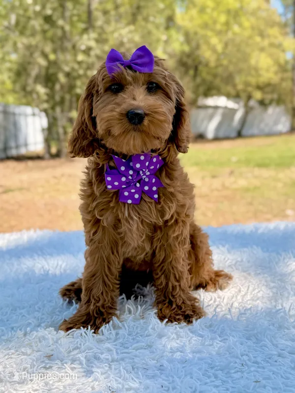 Love - Toy Goldendoodle  – Miniature Goldendoodle puppy for sale in Frostproof, FL