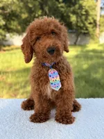 Peanut - F1bb Toy, a male Goldendoodle and Miniature Goldendoodle for sale in Frostproof, FL – 2 of 10