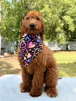 Nala , a female Goldendoodle for sale in Frostproof, FL – 7 of 9