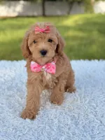 Amber , a female Cavapoo for sale in Frostproof, FL – 5 of 10
