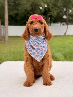 Ella - F1b Standard Goldendoodle , a female Goldendoodle for sale in Frostproof, FL – 8 of 9