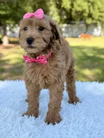 Melody - Mini , a female Miniature Goldendoodle for sale in Frostproof, FL – 2 of 9