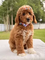 Haven - Medium Goldendoodle , a female Goldendoodle and Miniature Goldendoodle for sale in Frostproof, FL – 4 of 10