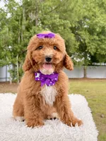 Moana F1bb Mini, a female Miniature Goldendoodle for sale in Frostproof, FL – 8 of 8