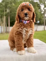 Haven - Medium Goldendoodle , a female Goldendoodle and Miniature Goldendoodle for sale in Frostproof, FL – 3 of 10