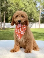 Trevor - F1b Mini Goldendoodle Male, a male Goldendoodle and Miniature Goldendoodle for sale in Frostproof, FL – 6 of 10
