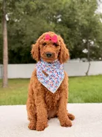 Ella - F1b Standard Goldendoodle , a female Goldendoodle for sale in Frostproof, FL – 1 of 9