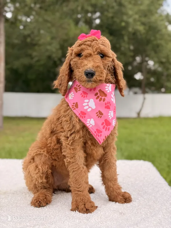 Emmy - F1b Standard Female  – Goldendoodle puppy for sale in Frostproof, FL