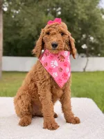 Emmy - F1b Standard Female , a female Goldendoodle for sale in Frostproof, FL – 1 of 9