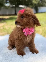 Rapunzel , a female Miniature Goldendoodle for sale in Frostproof, FL – 10 of 10