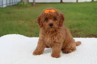 Dakota , a female Miniature Goldendoodle for sale in Frostproof, FL – 8 of 10